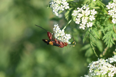 Compsocryptus melanostigma