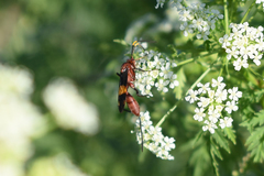 Compsocryptus melanostigma