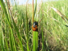 Anisoplia austriaca