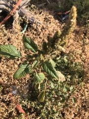 Amaranthus hybridus