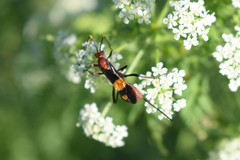 Compsocryptus melanostigma