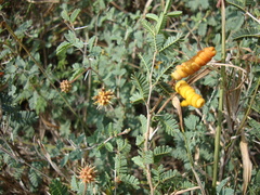 Prosopis reptans