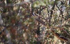 Masticophis lateralis euryxanthus