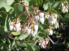 Arctostaphylos viscida pulchella
