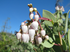 Arctostaphylos viscida pulchella