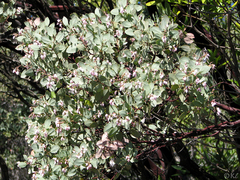 Arctostaphylos viscida pulchella