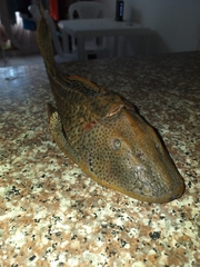 Hypostomus
