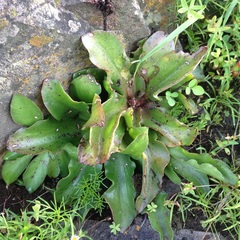 Thompsonella minutiflora