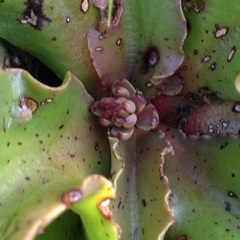 Thompsonella minutiflora