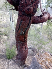Bursera morelensis