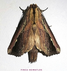 Gopha albolinea