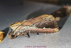 Gopha albolinea