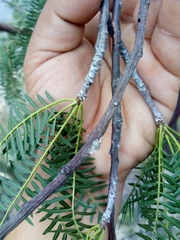 Bursera morelensis