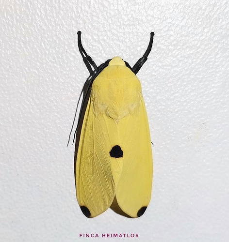 Viviennea superba
