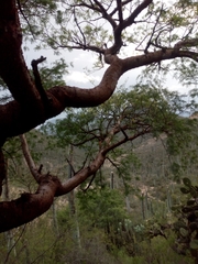 Bursera morelensis