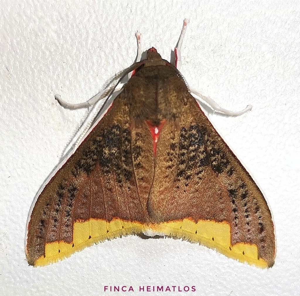 Arctiarpia melanopasta