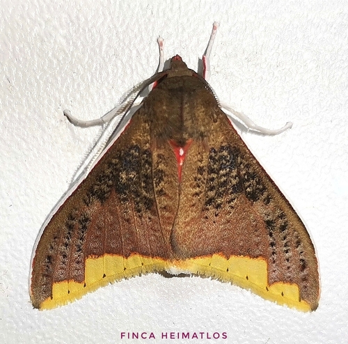 Arctiarpia