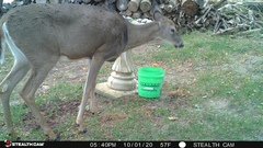 Odocoileus virginianus