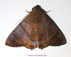 Eulepidotis superior