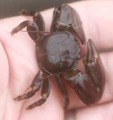 Petrolisthes cinctipes