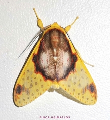 Amaxia flavicollis
