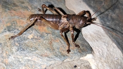 Liparoscelis pallidispina