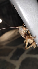 Liparoscelis pallidispina