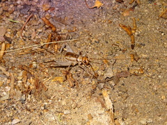 Gryllodes sigillatus