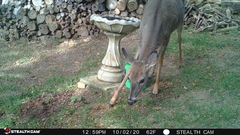 Odocoileus virginianus
