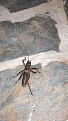 Liparoscelis pallidispina