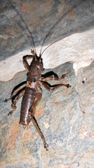 Liparoscelis pallidispina