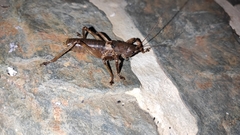 Liparoscelis pallidispina