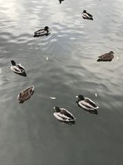 Anas platyrhynchos