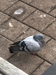 Columba livia domestica