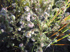 Erica capitata