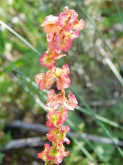 Rumex sagittatus