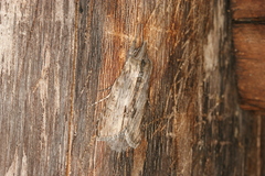 Cucullia costaricensis