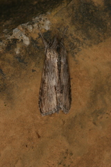 Cucullia costaricensis