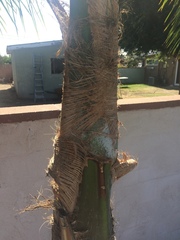 Syagrus romanzoffiana