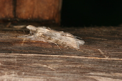 Cucullia costaricensis