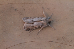 Cucullia costaricensis