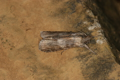 Cucullia costaricensis