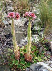 Sempervivum caucasicum