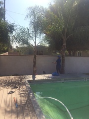 Syagrus romanzoffiana