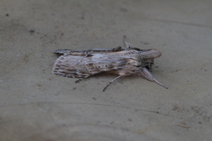 Cucullia costaricensis