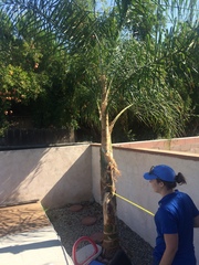 Syagrus romanzoffiana