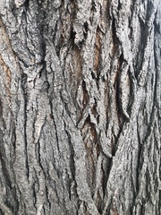 Gleditsia triacanthos