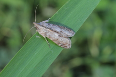 Cucullia costaricensis