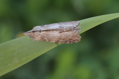 Cucullia costaricensis