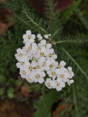 Achillea millefolium